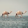 عـــوفــٰــر الـمـهـري#رورم's profile picture