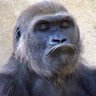 nyanimzee🦍 的头像