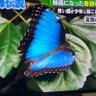 辛辛甘 profil fotoğrafı