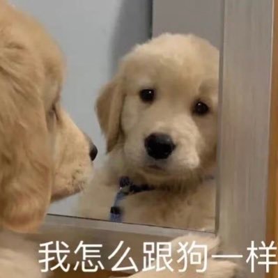 yizhimugou's profile picture