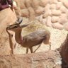 AL HASANI profil fotoğrafı