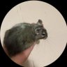 きのこぶらざーず profil fotoğrafı