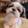 シーズー・ぽこ(3) profil fotoğrafı