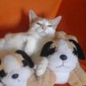 thali 🐈🐈⬛ profil fotoğrafı