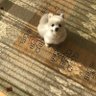 ミヨコ 的头像
