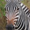 Zebragrad's profile picture