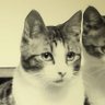 うじにぃ's profile picture