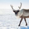 Фото профиля Esprit Caribou