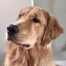 Profilbild von Denver Dog