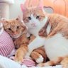 🎶🐈チュッチュとジルカ🐈🎶 profil fotoğrafı