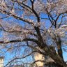 花卓@うぴょーモナ・リザの横顔宮城県1日目初参戦 profil fotoğrafı
