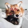 Fox θ∆ 🏳️‍⚧️🦊's profile picture