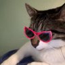 Фото профиля seb the cat