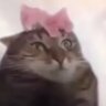 Фото профиля CAT PROPHECY