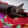 Profilbild von babu3anabul