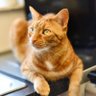 Linda profil fotoğrafı