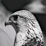 Фото профиля الغريب