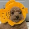 Profilbild von chibi🏳️‍🌈🇲🇽