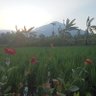 Taufik Elhassan's profile picture