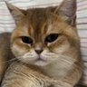 fat boy's profile picture