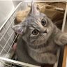 Meow🐾's profile picture