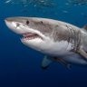 fish856's profile picture