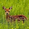 tej_u's profile picture