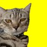 Swis Fritzgerald profil fotoğrafı