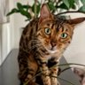 CryptoBengals profil fotoğrafı