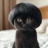 Something about cat 的头像