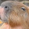 いけめん's profile picture