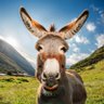 Profilbild von Wonky Donkey