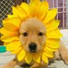 Dani`s profil fotoğrafı