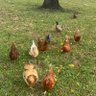 Travis🔥🐓🔥 profil fotoğrafı