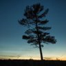 Lone Pine profil fotoğrafı