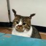 tarcila's profile picture