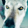 Profilbild von BrunoT