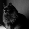 Leese profil fotoğrafı