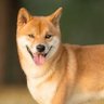 まろん 的头像