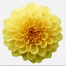 🎤ささみ🩵🍀's profile picture