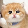 つむお profil fotoğrafı