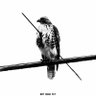 Фото профиля BrucE