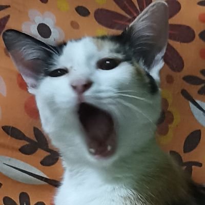 Belucarmer's profile picture
