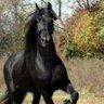 Фото профиля Kabayo prieto azabache