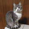 ぼぅきぃ 的头像