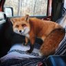 Profilbild von Fox
