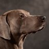 KDub's profile picture