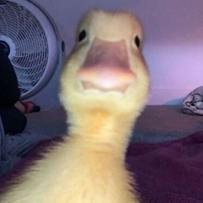 wipeurowntears's profile picture