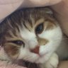 かとちゃん profil fotoğrafı