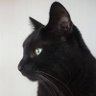 語彙力おぢさん's profile picture
